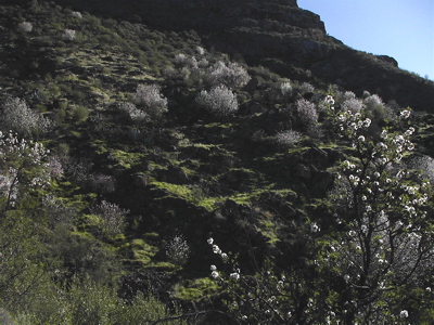 Mandelblüte unterhalb des Roque Nublo